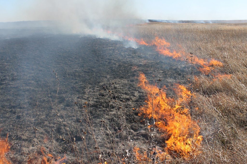 Controlled-Burn-201