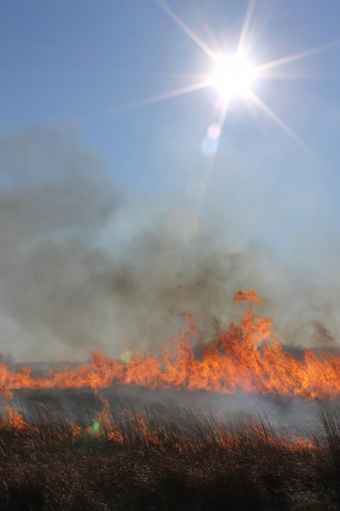 Controlled burn on a sunny day