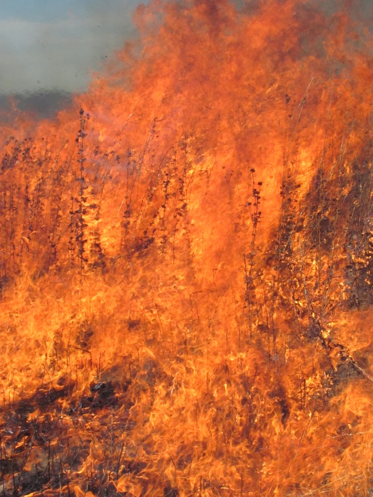 Fire-14