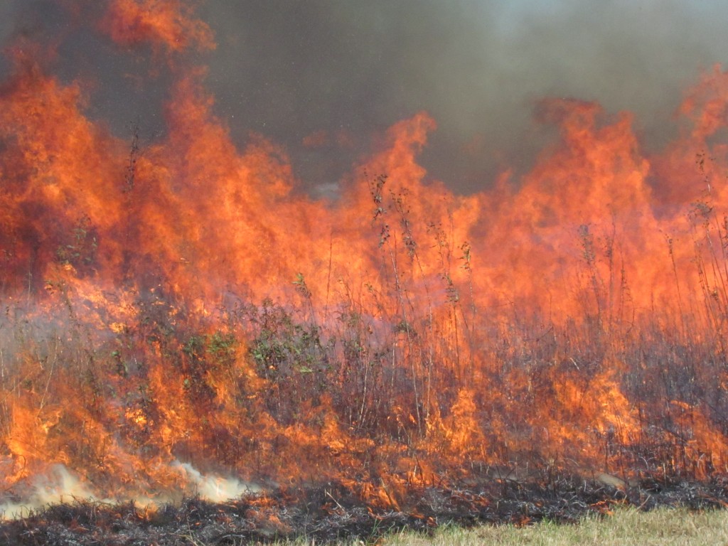 Fire-30