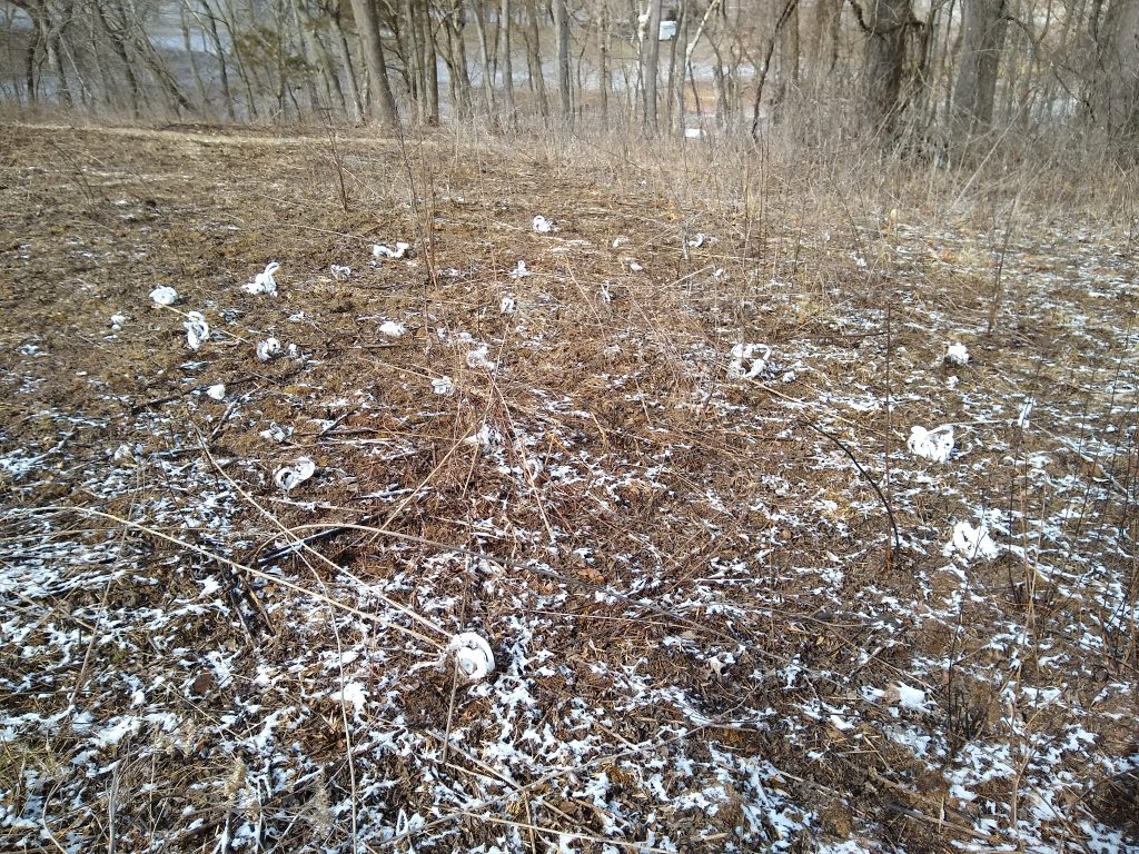 Field of white ribbon frost flowers in a dormant, brown field